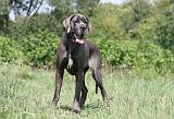 DOGUE ALLEMAND 161